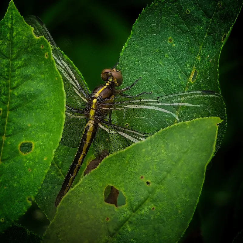 Animal And Wildlife photography in Little Lakes, Ontario
