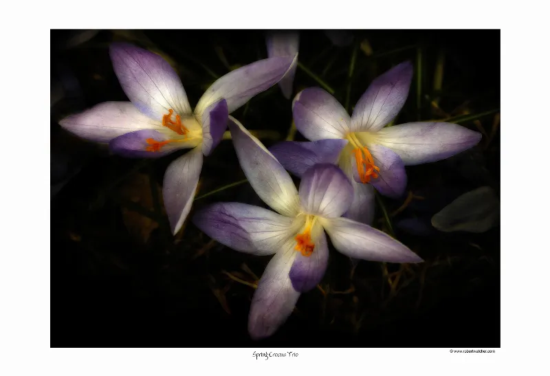 Botanical Life photography in Clinton, Ontario