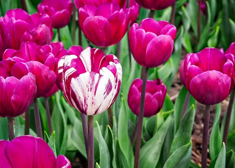 Botanical Life photography in Leiden